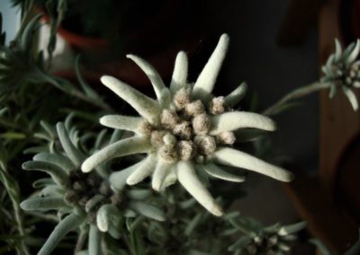 Blumen-Edelweiss