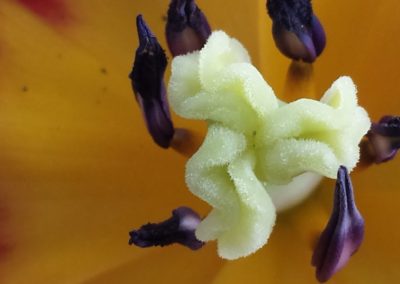 Blumen Tulpe